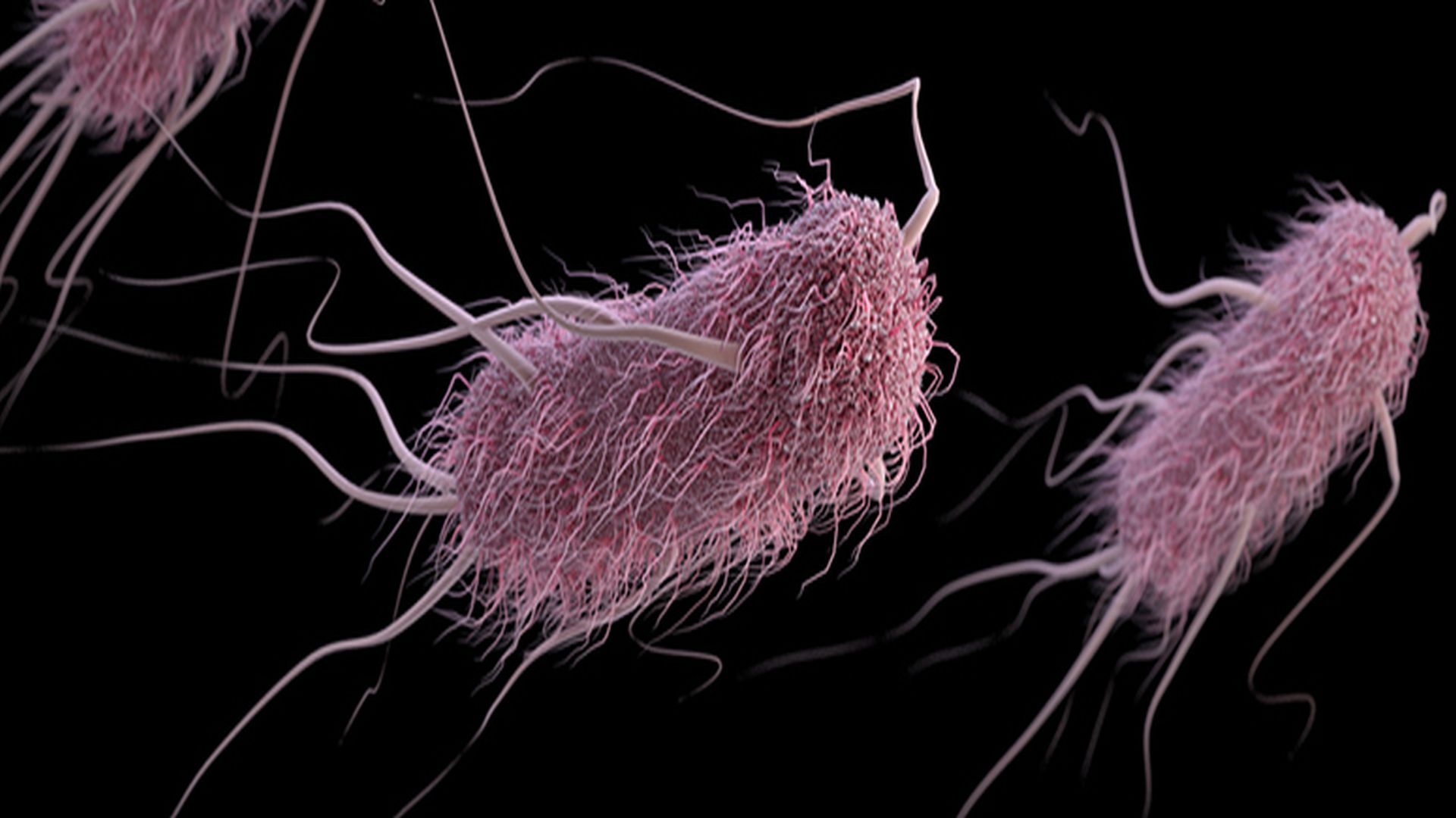 Infekcja Escherichia coli: przyczyny, objawy i leczenie