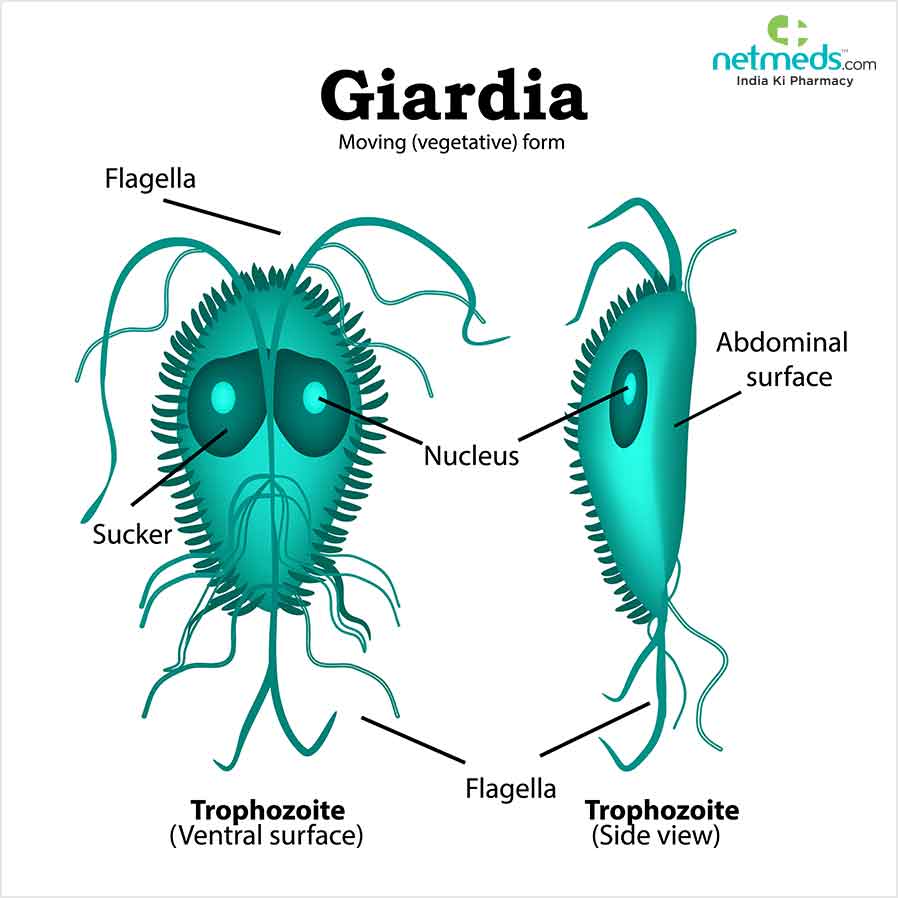 Zakażenie Giardia: przyczyny, objawy i leczenie
