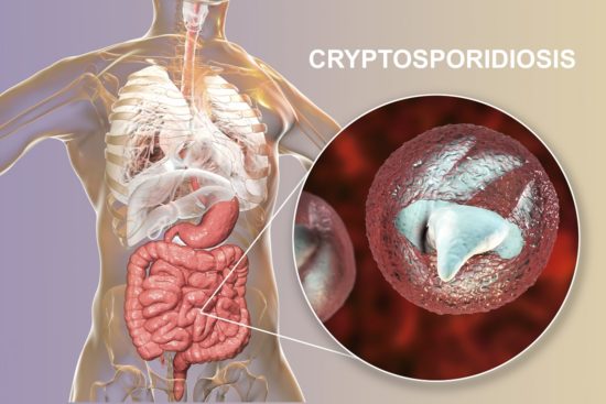 Infekcja Cryptosporidium: objawy i leczenie