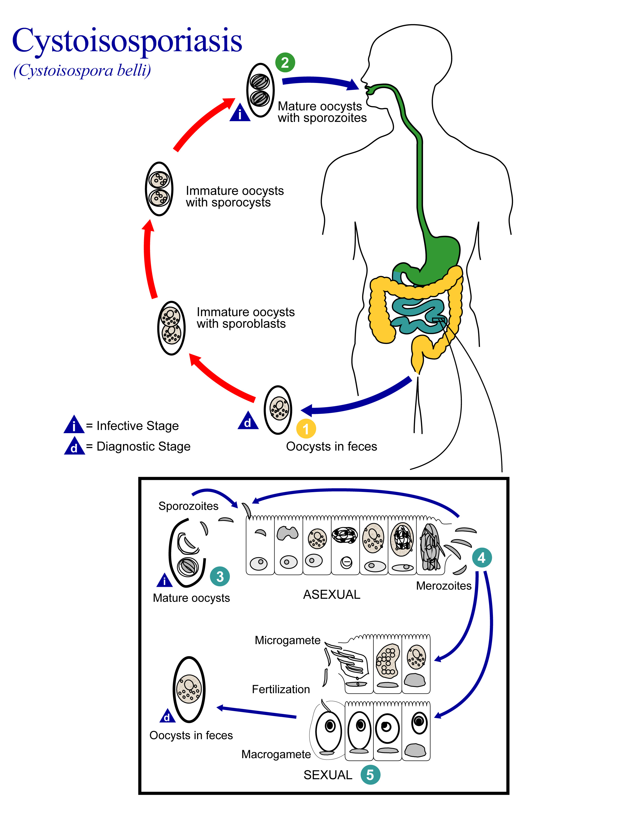 https://www.msdmanuals.com/-/media/manual/professional/images/inf-cystoisosporiasis-lifecycle.jpg?thn=0&sc_lang=en