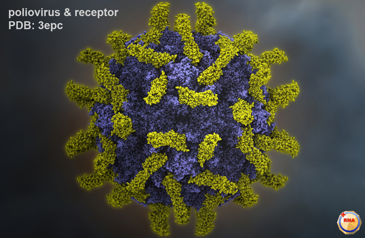 https://medyc.net/wp-content/uploads/2020/12/p1m_poliovirus-receptor.jpg