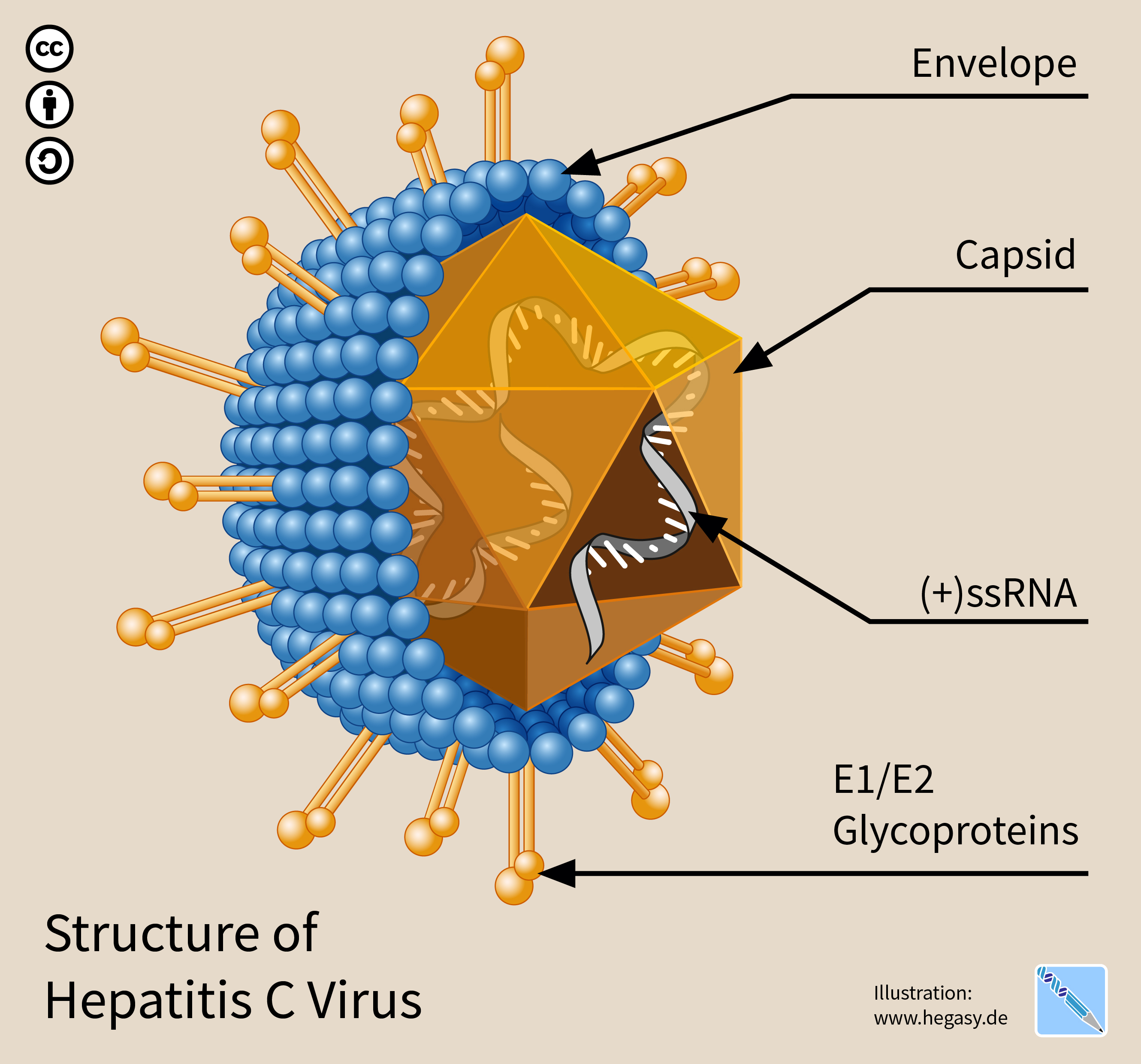 Struktura wirusa zapalenia wątroby typu C.